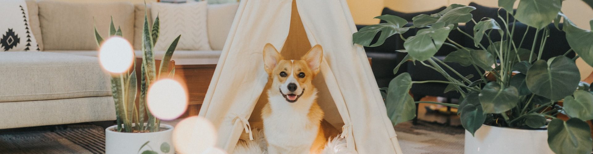 best smelling dog perfume